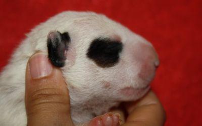 CACHORROS BULL TERRIER