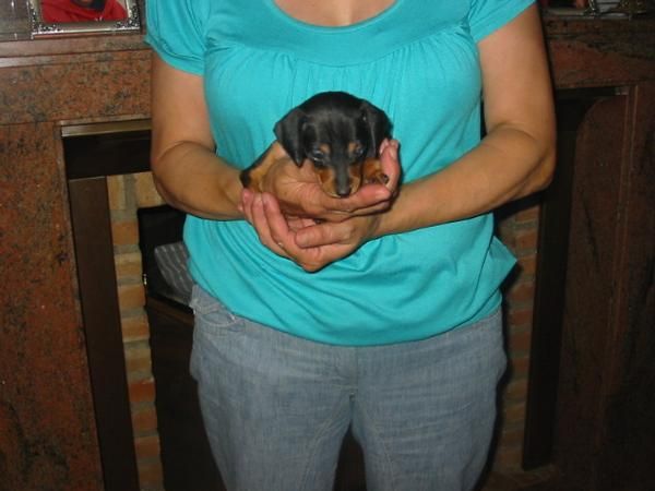 Pincher cachorro macho,350 Eur.