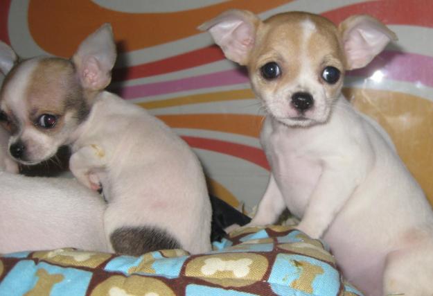 preciosas chihuahuas hembras