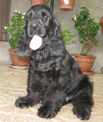 Cocker Spaniel Inglés, excelente cachorro