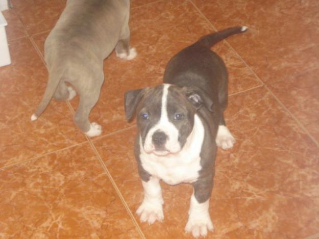 2 cachorritos de amstaff atigrados