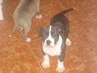 2 cachorritos de amstaff atigrados - mejor precio | unprecio.es