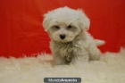 bichon maltes DISPONIBLES , PRECIOSAS CRIAS - mejor precio | unprecio.es