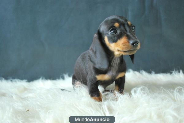 Cachorros de Teckel negros y fuego¡¡ preciosos