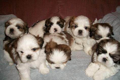 CAMADA DE SHIH-TZU TRICOLORES