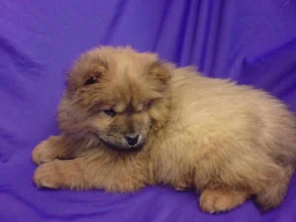 CHOW CHOW EN VENTA CACHORROS