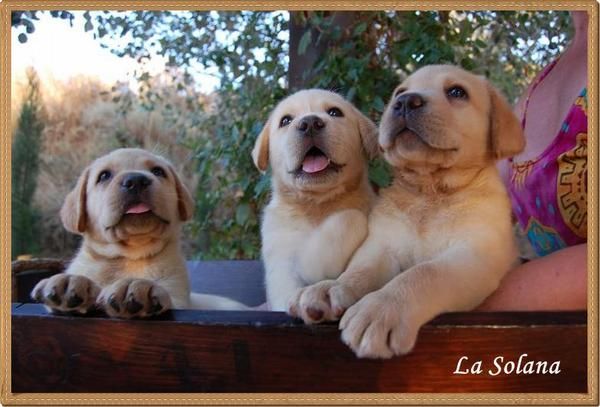 Excelentes Labradores, cachorros hijos Campeón de España