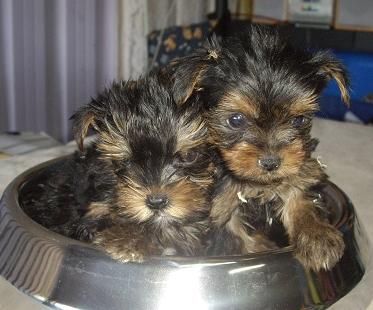 Juguetones cachorros de Yorkshire. - Bcn