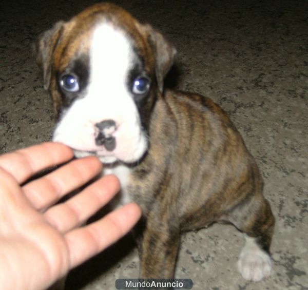 se vende boxer