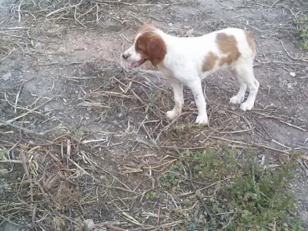 Venta de cachorros de epagneul bretón