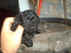 bendo cruce yorkshire con caniche toy mirar porfabor - mejor precio | unprecio.es