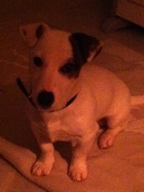 CACHORRO  PRECIOSO JACK RUSSEL