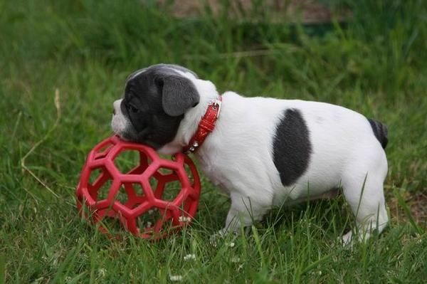 Cachorros Bulldog Francés Murcia