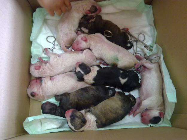 cachorros de bull terrier