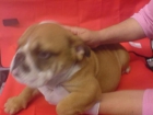 PRECIOSOS BULLDOG INGLÉS HEMBRA Y MACHO VENTA - mejor precio | unprecio.es