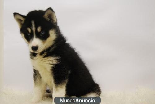 Siberian Husky SOMOS CRIADORES\'\' INFORMATE www.doogs.es