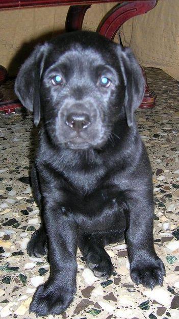 VENDO CACHORROS LABRADOR