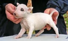 VENGA PARA ESTE CACHORRO BULL TERRIER PARA USTED CONSEGUIRA EL MEJOR DE ESTE CACHORRO