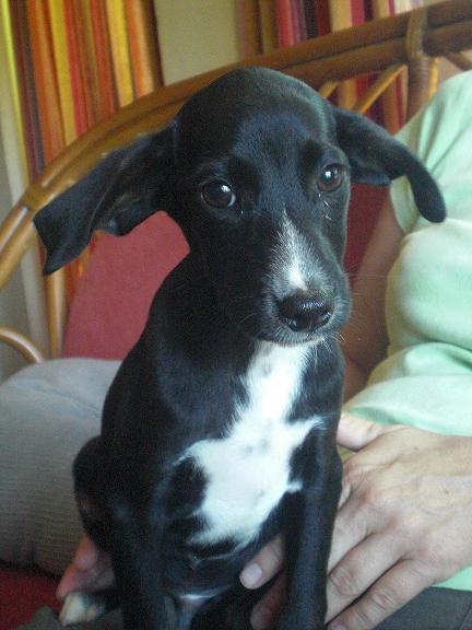 Cachorrode 4 meses busca hogar