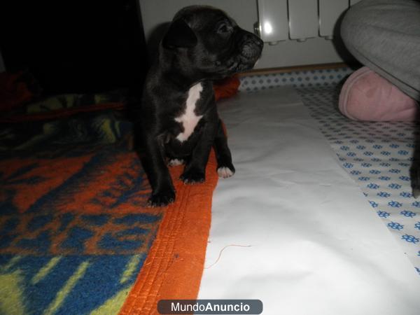 Camada American Pitbull Terrier