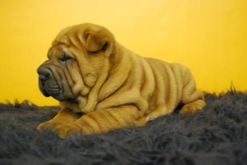 camada de shar pei, con mas arruga que una vieja