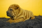 camada de shar pei, con mas arruga que una vieja - mejor precio | unprecio.es