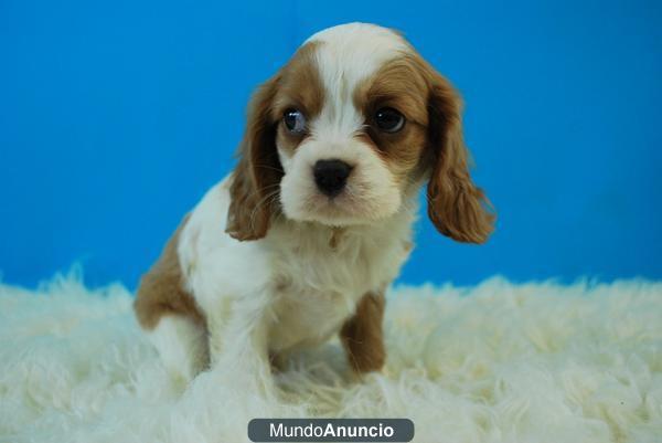 Cavalier bICOLORES CON 2 MESES LINDISIMOS