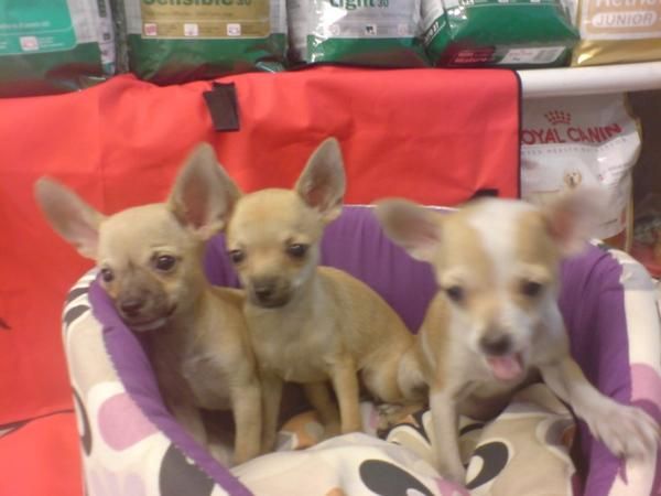 Chihuahua en venta cachorritos preciosos!