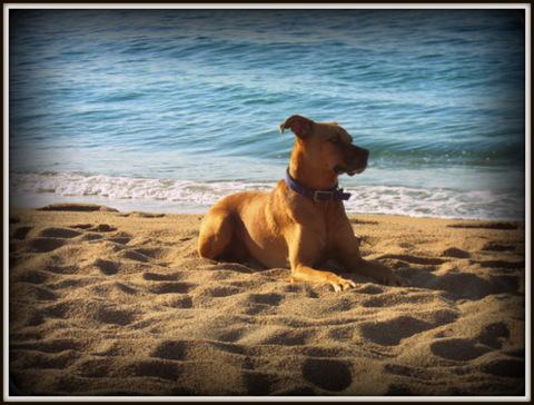 Regalo Perro mezcla con Boxer