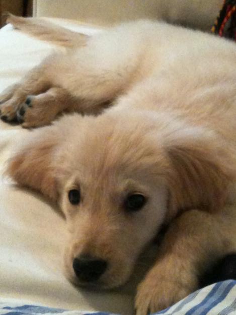 se ofrece golden retriever macho para monta en sevilla