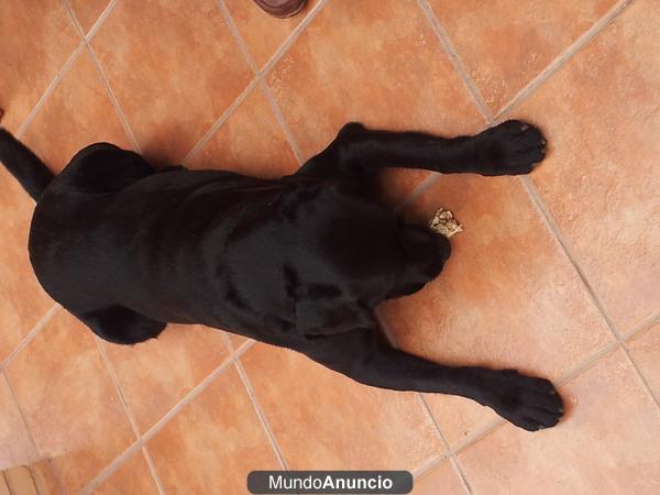 SE OFRECE LABRADOR MACHO DE 4 AÑOS PARA MONTAS