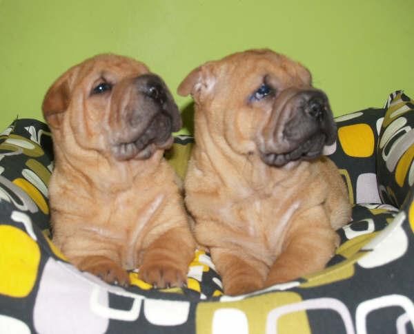 SE VENDE CAMADA DE SHARPEI