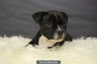 staffordshire bull terrier, Cachorros de pura raza, Informate, 1ª calidad - mejor precio | unprecio.es