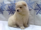 ### CHOW CHOW BLANCO MACHOS Y HEMBRAS ### - mejor precio | unprecio.es