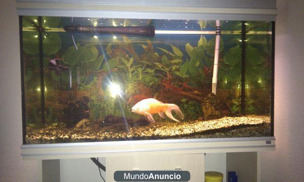 acuario 240 litros