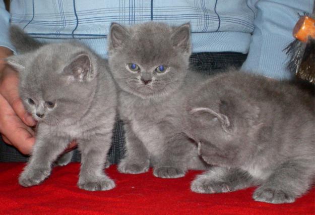 British Shorthair Blue excelente camada