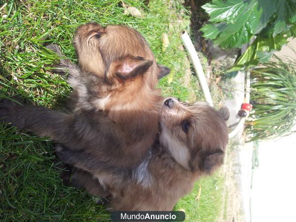 cachorritos de pomi a 120e!!!