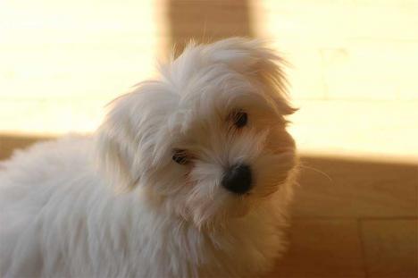 CACHORROS BICHON MALTES