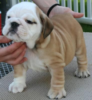 cachorros de Bulldog Inglés.