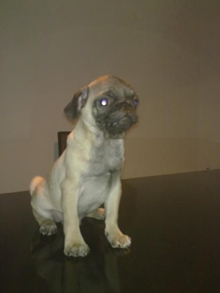 carlino pug macho color canelita