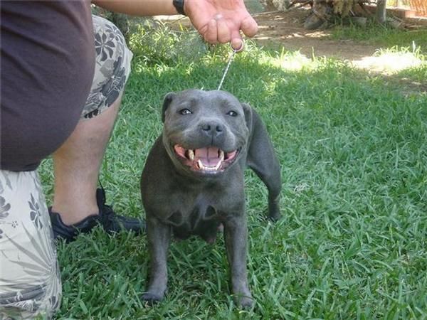 Excelente camada de staffordshire bull terrier