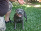 Excelente camada de staffordshire bull terrier - mejor precio | unprecio.es