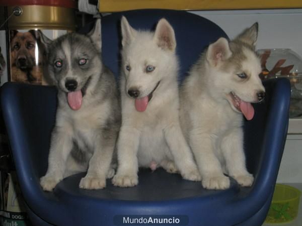 HUSKY SIBERIANO A 300 EUROS