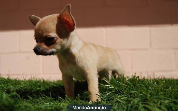 Machos y hembras Chihuahua Toy de raza con pedigree