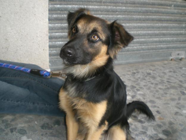 Mestizo pastor alemán en adopción.