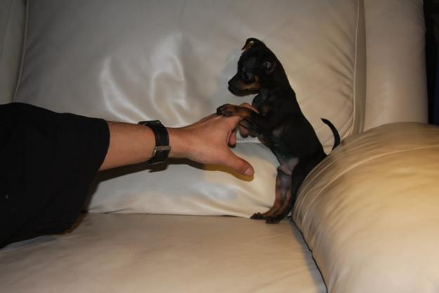 Pinscher toy