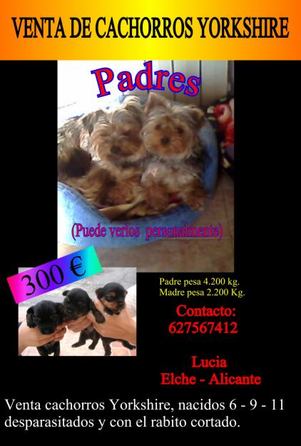 Venta cachorros Yorkshire