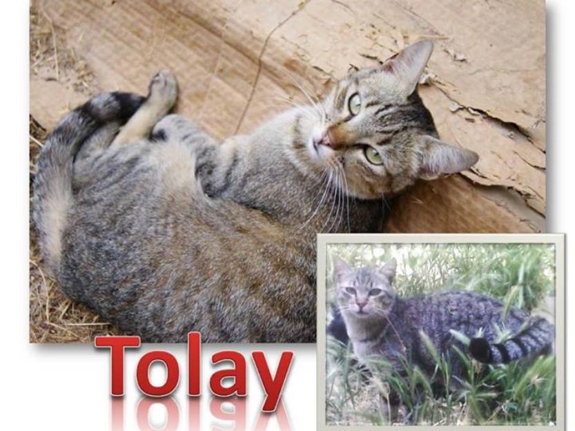 Tolay, el gato atigrado más bueno del mundo busca hogar.