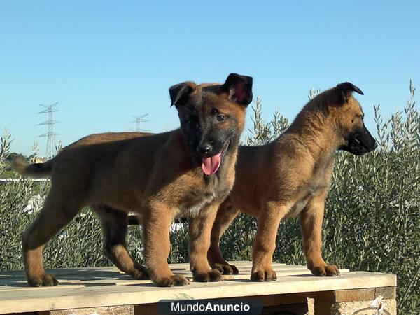 CACHORROS PASTOR BELGA MALINOIS