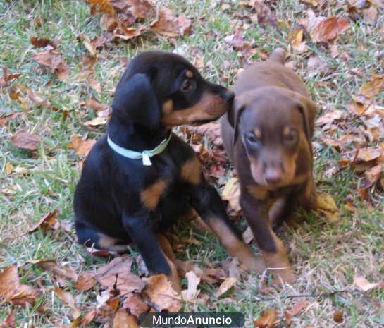 Excelentes cachorros Dobermann forze